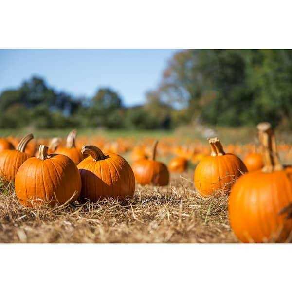 BELL NURSERY Straw Bale Full - Image 5