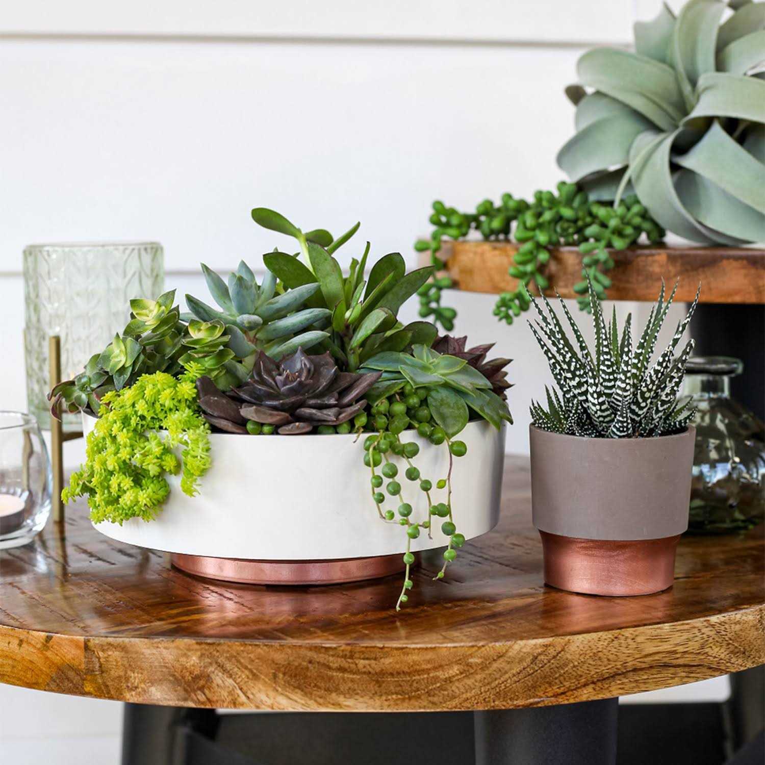 The HC Companies 6 Inch Round Capri Succulent Pot - Image 3