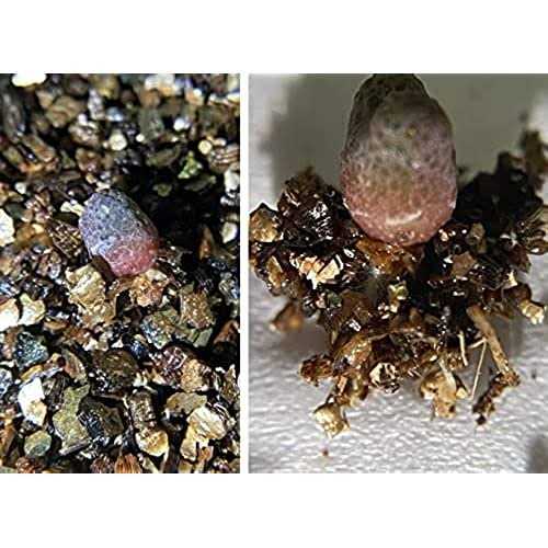 Voulosimi Organic Vermiculite granules for Plants and gardening - Image 3