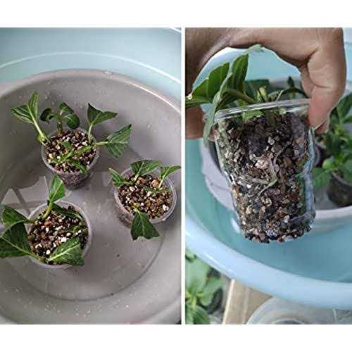 Voulosimi Organic Vermiculite granules for Plants and gardening - Image 4