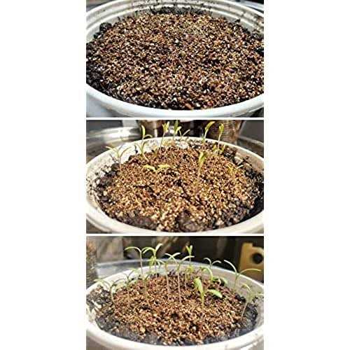 Voulosimi Organic Vermiculite granules for Plants and gardening - Image 5