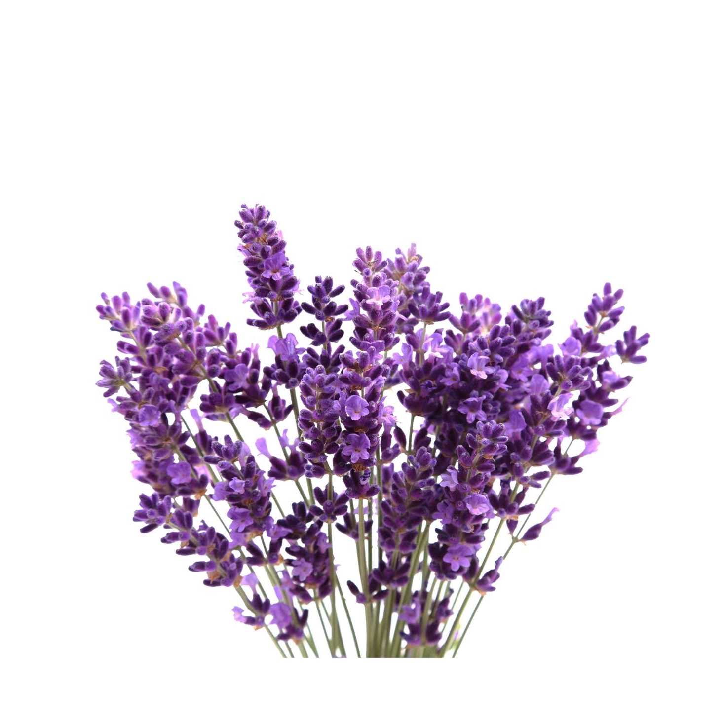 Aerogarden Lots of Lavender Seed Pod Kit - Image 3