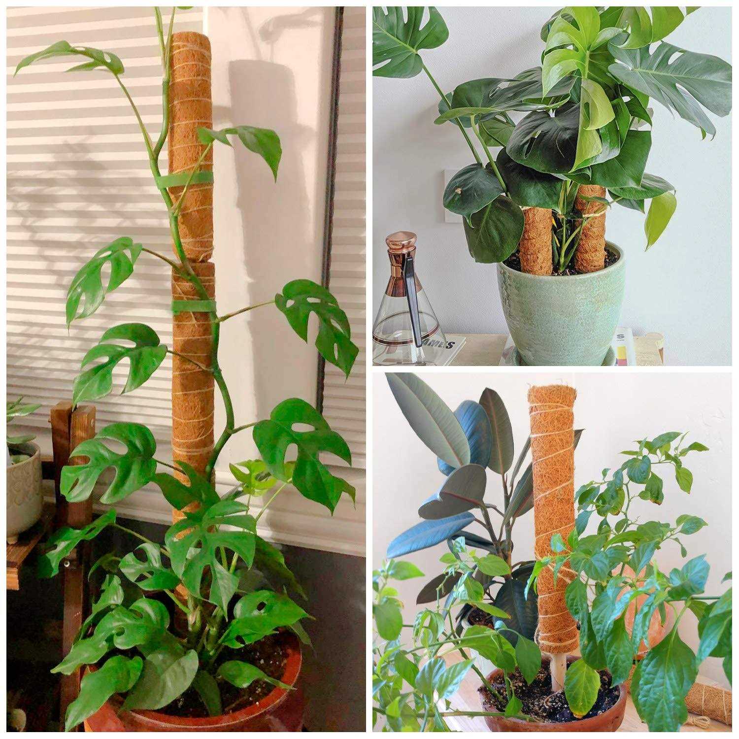 2 Pcs 12 Inches Coir Moss Poles for Climbing Plants with 4 Pcs Adjustable Plant Twist Ties - Image 4