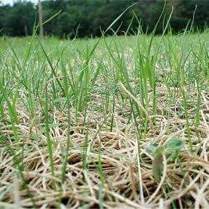 American Excelsior Curlex Erosion Control Blanket Landscape Roll with Biodegradable Staples 2-1/2'x50 - Image 4